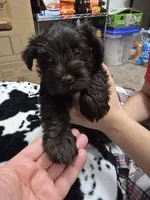 Ferrero Rocher, a male Miniature Schnauzer for sale in Orlando, FL – Photo 3 of 10