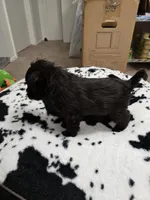 Ferrero Rocher, a male Miniature Schnauzer for sale in Orlando, FL – Photo 5 of 10