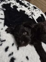 Ferrero Rocher, a male Miniature Schnauzer for sale in Orlando, FL – Photo 8 of 10