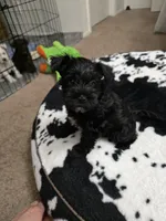 Midnight, a female Miniature Schnauzer for sale in Orlando, FL – Photo 3 of 10
