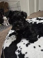 Midnight, a female Miniature Schnauzer for sale in Orlando, FL – Photo 2 of 10