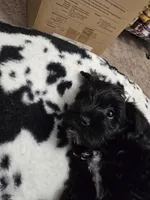 Midnight, a female Miniature Schnauzer for sale in Orlando, FL – Photo 8 of 10