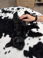 Midnight, a female Miniature Schnauzer for sale in Orlando, FL – Photo 10 of 10