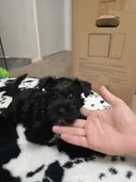 Midnight, a female Miniature Schnauzer for sale in Orlando, FL – Photo 5 of 10