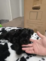 Midnight, a female Miniature Schnauzer for sale in Orlando, FL – Photo 4 of 10