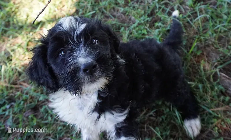 Laurel – Aussiedoodle puppy for sale in Rutherfordton, NC