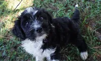 Laurel, a female Aussiedoodle for sale in Rutherfordton, NC – 1 of 10