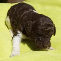 Dina, a female Poodle - Standard  for sale in Rutherfordton, NC – 6 of 7