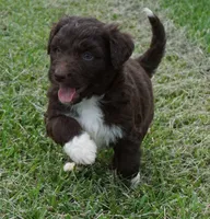 Lizzy, a female Aussiedoodle for sale in Rutherfordton, NC – 6 of 10