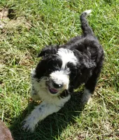 Manny, a male Aussiedoodle for sale in Rutherfordton, NC – 4 of 8