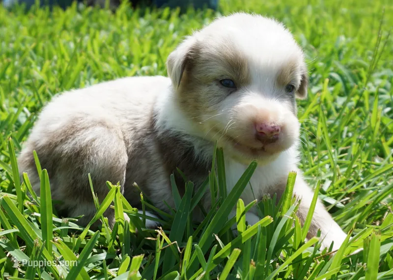 Sonny – Australian Shepherd puppy for sale in Rutherfordton, NC