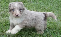 Aubry, a female Aussiedoodle for sale in Rutherfordton, NC – 3 of 10