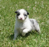 Shell, a female Australian Shepherd for sale in Rutherfordton, NC – 5 of 10