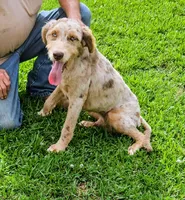 Wade, a male Aussiedoodle for sale in Rutherfordton, NC – 2 of 8