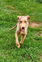 Wade, a male Aussiedoodle for sale in Rutherfordton, NC – 1 of 8