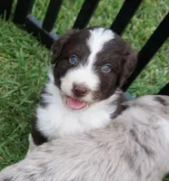 Duke, a male Aussiedoodle for sale in Rutherfordton, NC – 4 of 10