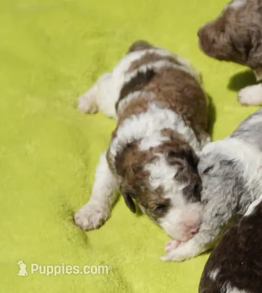 Patch – Poodle - Standard  puppy for sale in Rutherfordton, NC