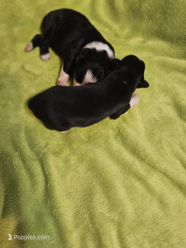 Loki – Australian Shepherd puppy for sale in Rutherfordton, NC