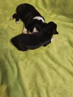 Loki, a male Australian Shepherd for sale in Rutherfordton, NC – 1 of 4