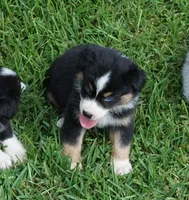 Micky, a male Australian Shepherd for sale in Rutherfordton, NC – 10 of 10