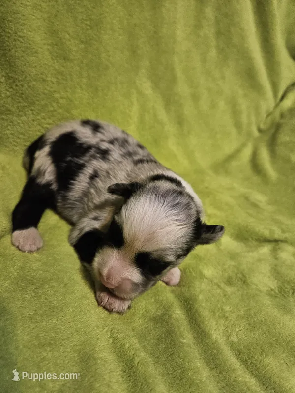 Fabio, a male Australian Shepherd for sale in Rutherfordton, NC – 1 of 7