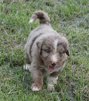 Daisy, a female Aussiedoodle for sale in Rutherfordton, NC – 6 of 10