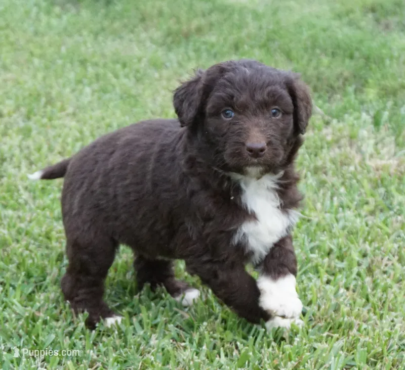 Lizzy – Aussiedoodle puppy for sale in Rutherfordton, NC