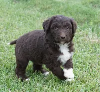 Lizzy, a female Aussiedoodle for sale in Rutherfordton, NC – 1 of 10