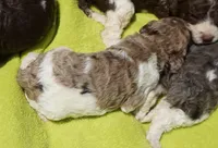 Scoot, a male Poodle - Standard  for sale in Rutherfordton, NC – 8 of 8