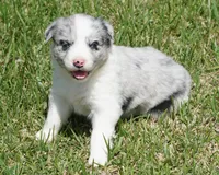 Dotty, a female Australian Shepherd for sale in Rutherfordton, NC – 10 of 10
