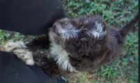 Ginger, a female Aussiedoodle for sale in Rutherfordton, NC – 6 of 8