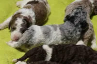 Savvy, a female Poodle - Standard  for sale in Rutherfordton, NC – 2 of 5