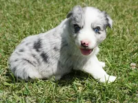 Dotty, a female Australian Shepherd for sale in Rutherfordton, NC – 7 of 10