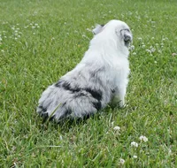 Molly, a female Australian Shepherd for sale in Rutherfordton, NC – 3 of 10