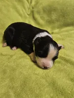 Sarg, a male Australian Shepherd for sale in Rutherfordton, NC – 2 of 6