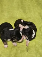 Micky, a male Australian Shepherd for sale in Rutherfordton, NC – 7 of 7