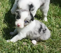 Shell, a female Australian Shepherd for sale in Rutherfordton, NC – 7 of 10