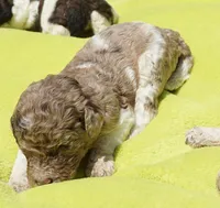 Scoot, a male Poodle - Standard  for sale in Rutherfordton, NC – 3 of 8