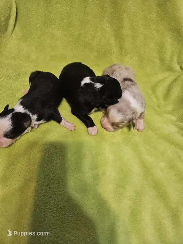 Onyx – Australian Shepherd puppy for sale in Rutherfordton, NC