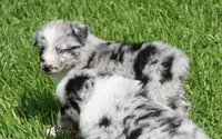 Talula, a female Australian Shepherd for sale in Rutherfordton, NC – 6 of 10