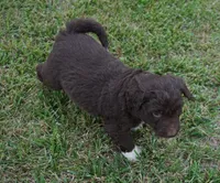 Lizzy, a female Aussiedoodle for sale in Rutherfordton, NC – 9 of 10