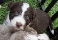 Duke, a male Aussiedoodle for sale in Rutherfordton, NC – 3 of 10