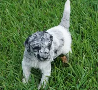 Savvy, a female Poodle - Standard  for sale in Rutherfordton, NC – 6 of 10