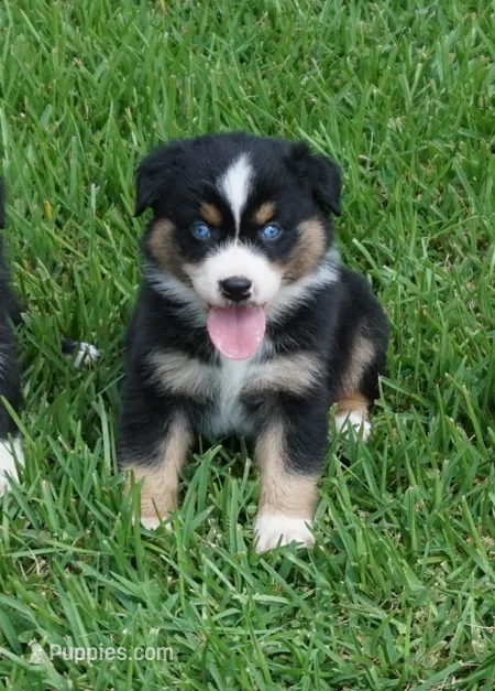 Micky – Australian Shepherd puppy for sale in Rutherfordton, NC