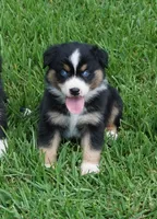 Micky, a male Australian Shepherd for sale in Rutherfordton, NC – 1 of 10