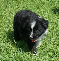 Pyro, a male Australian Shepherd for sale in Rutherfordton, NC – 3 of 10