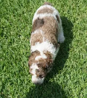 Patch, a male Poodle - Standard  for sale in Rutherfordton, NC – 5 of 5