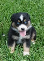Micky, a male Australian Shepherd for sale in Rutherfordton, NC – 4 of 10
