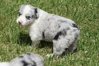 Dotty, a female Australian Shepherd for sale in Rutherfordton, NC – 9 of 10