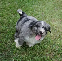 Murphy, a male Aussiedoodle for sale in Rutherfordton, NC – 4 of 10